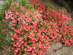 Coral & Sunset Azalea's Perenial blooms twice a year