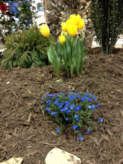 Lithodora Diffusa Blue Grace Ward Annual, Yellow Tulips Perenial